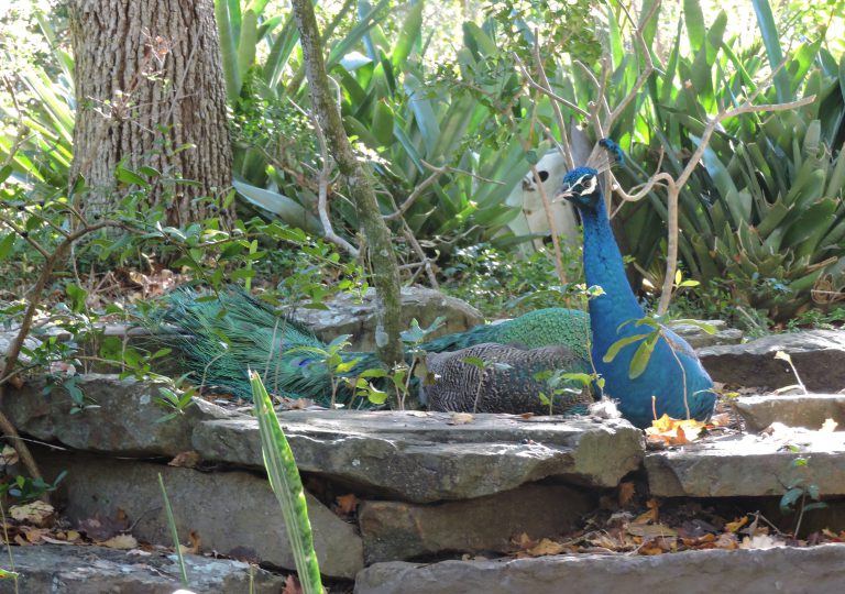 A Guided Tour of the Prada Jungle Site in St. Petersburg, Florida Golden Age Trips